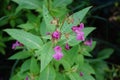 Impatiens glandulifera blooms in autumn. Berlin, Germany Royalty Free Stock Photo