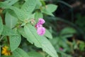 Impatiens glandulifera blooms in autumn. Berlin, Germany Royalty Free Stock Photo