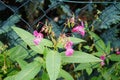 Impatiens glandulifera blooms in autumn. Berlin, Germany Royalty Free Stock Photo