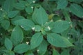 Impatiens parviflora blooms in July. Berlin, Germany Royalty Free Stock Photo