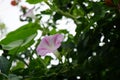 Ipomoea blooms with pink-white flowers in August. Berlin, Germany Royalty Free Stock Photo