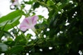 Ipomoea blooms with pink-white flowers in August. Berlin, Germany Royalty Free Stock Photo