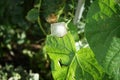 Ipomoea tricolor \'Pearly Gates\' blooms with white flowers in October. Berlin, Germany