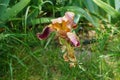 Iris barbata elatior \'Louvois\' blooms in brown colors in the garden in June. Berlin, Germany