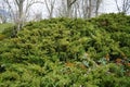 Juniperus sabina grows in the park in March. Juniperus sabina, the savin juniper or savin, is a species of juniper. Berlin Royalty Free Stock Photo