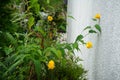 Kerria japonica \'Pleniflora\' blooms in August in the garden. Berlin, Germany Royalty Free Stock Photo