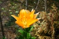 Lilium \'Orange\' blooms with orange flowers in the garden in July. Berlin, Germany