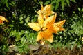 Lilium \'Orange\' blooms with orange flowers in the garden in July. Berlin, Germany