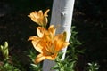 Lilium \'Orange Planet\' blooms with orange flowers in the garden in July. Berlin, Germany