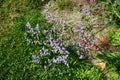 Limonium gmelinii grows in July. Potsdam, Germany