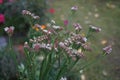 Limonium sinuatum is a Mediterranean plant species in the family Plumbaginaceae known for its papery flowers. Berlin, Germany