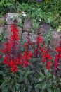 Lobelia speciosa blooms with red flowers in July in the park. Berlin, Germany