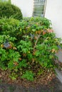 Mahonia aquifolium is a species of flowering plant in the family Berberidaceae. Berlin, Germany