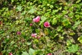 Malope trifida blooms in July. Potsdam, Germany