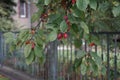 Malus \'Evereste\' with fruits grows in September. Berlin, Germany Royalty Free Stock Photo