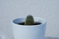 Mammillaria cactus grows in a flower pot in July. Berlin, Germany