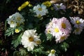 Multicolored chrysanthemums, Chrysanthemum \'Trio\', bloom in the garden in September. Berlin, Germany