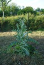 Onopordum acanthium is in early bloom in June. Berlin, Germany Royalty Free Stock Photo