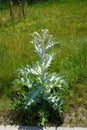 Onopordum acanthium is in early bloom in June. Germany Royalty Free Stock Photo