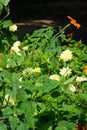 Orange Tithonia rotundifolia and cream Cephalaria gigantea flowers bloom in July. Potsdam, Germany