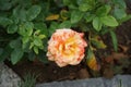 The painter\'s rose \