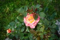 The painter\'s rose \'Camille Pissarro\', syn. \'DELstricol\', \'Rainbow Nation\' is a rose.