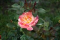 The painter\'s rose \'Camille Pissarro\', syn. \'DELstricol\', \'Rainbow Nation\' is a rose.