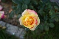 The painter\'s rose \'Camille Pissarro\', syn. \'DELstricol\', \'Rainbow Nation\' is a rose.