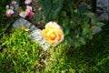 The painter\'s rose \'Camille Pissarro\', syn. \'DELstricol\', \'Rainbow Nation\' is a rose.