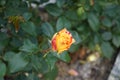 The painter\'s rose \'Camille Pissarro\', syn. \'DELstricol\', \'Rainbow Nation\' is a rose.