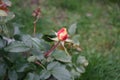 The painter\'s rose \'Camille Pissarro\' is a red, pink, white and yellow variegated floribunda rose.