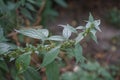 Parietaria officinali grows in July in the park. Berlin, Germany Royalty Free Stock Photo