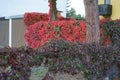 Parthenocissus quinquefolia against the background of Parthenocissus tricuspidata with autumn foliage climbs a fence in September. Royalty Free Stock Photo