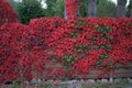 Parthenocissus tricuspidata with autumn foliage climbs a fence in September. Berlin, Germany. Royalty Free Stock Photo