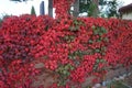 Parthenocissus tricuspidata with autumn foliage climbs a fence in September. Berlin, Germany. Royalty Free Stock Photo