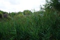 Phragmites australis grows in August near the river. Berlin, Germany Royalty Free Stock Photo