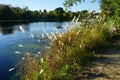 Phragmites australis grows in September near Lake Wuhlesee. Berlin, Germany Royalty Free Stock Photo