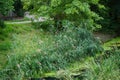 Phragmites australis grows in September near the river. Berlin, Germany Royalty Free Stock Photo