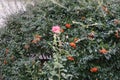 A pink rose blooms against a Pyracantha coccinea bush with orange berries in September. Berlin, Germany