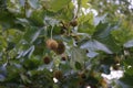 Platanus hispanica with fruits grows in September. Berlin, Germany Royalty Free Stock Photo