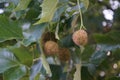 Platanus hispanica with fruits grows in September. Berlin, Germany Royalty Free Stock Photo