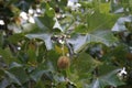 Platanus hispanica with fruits grows in September. Berlin, Germany Royalty Free Stock Photo