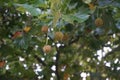 Platanus hispanica with fruits grows in September. Berlin, Germany Royalty Free Stock Photo
