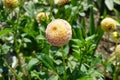 Pompon dahlia \'Hapet Compo\' produces lemon overlaid dusky pink flowers in July. Potsdam, Germany
