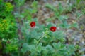 Potentilla atrosanguinea blooms in June. Germany