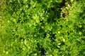 Potentilla erecta blooms in July. Potsdam, Germany