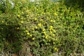 Potentilla fruticosa \'Kobold\' blooms with golden yellow flowers in August. Berlin, Germany