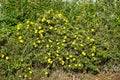 Potentilla fruticosa \'Kobold\' blooms with golden yellow flowers in August. Berlin, Germany