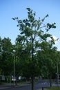 Quercus petraea grows in September. Berlin, Germany Royalty Free Stock Photo