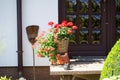 Red geraniums bloom in a flower pot on the doorstep of a house in July. Berlin, Germany